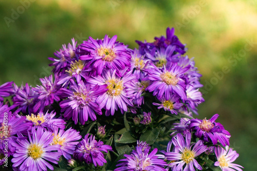 Eine wundersch  ne  violette Blume  die den Namen Aster Dumosus tr  gt.