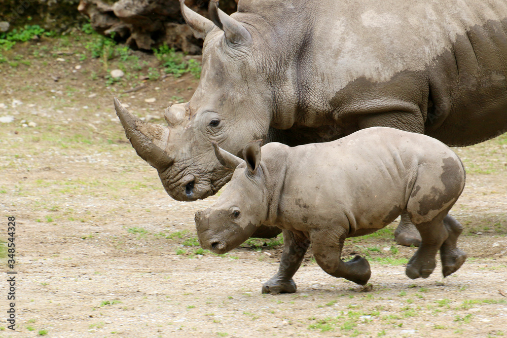 Obraz premium Breitmaulnashorn (Ceratotherium simum) Muttertier mit Kalb, laufen nebeneinander