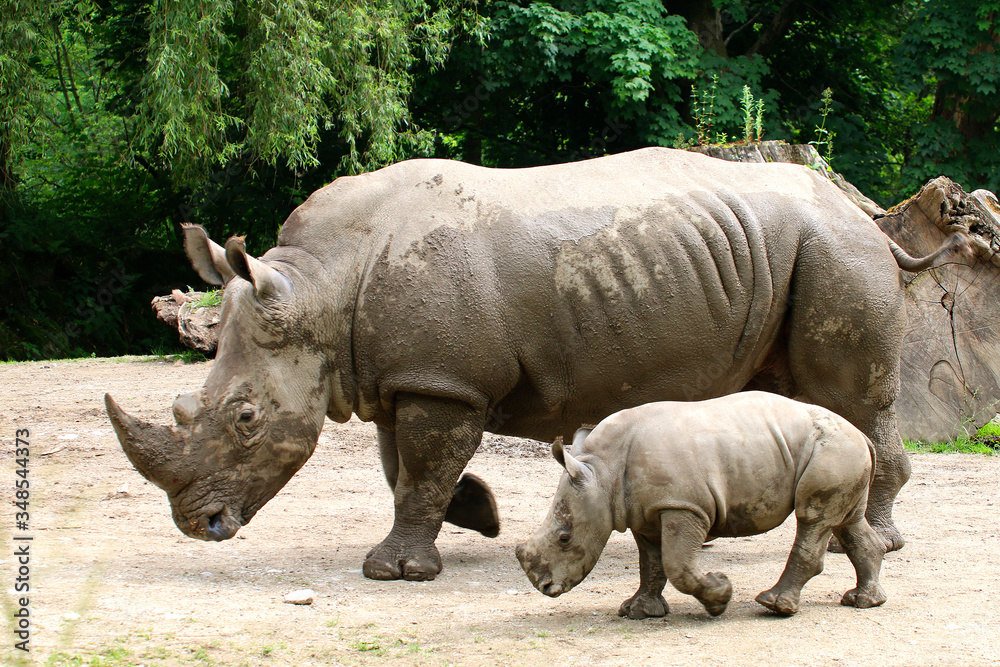 Breitmaulnashorn (Ceratotherium simum) Muttertier mit Kalb, laufen nebeneinander Breitmaulnashorn (Ceratotherium simum) Muttertier mit Kalb, laufen nebeneinander
