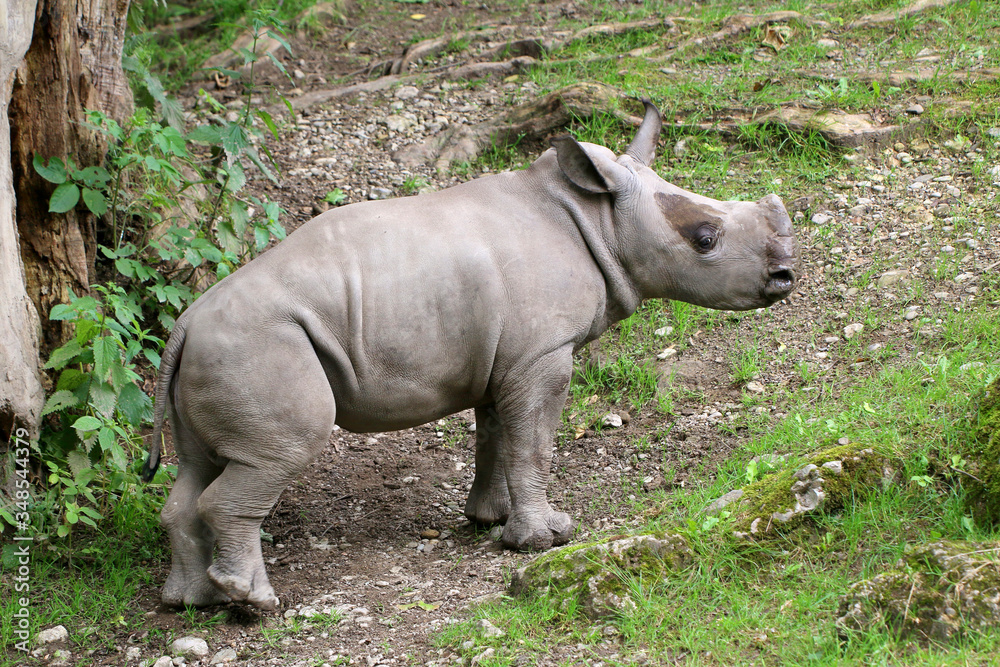Breitmaulnashorn (Ceratotherium simum) Jungtier, Kalb schaut neugierig Breitmaulnashorn (Ceratotherium simum) Jungtier, Kalb schaut neugierig