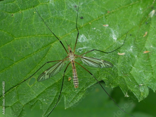 Crane fly is a common name referring to any member of the insect family Tipulidae, of the order Diptera, true flies in the superfamily Tipuloidea. photo