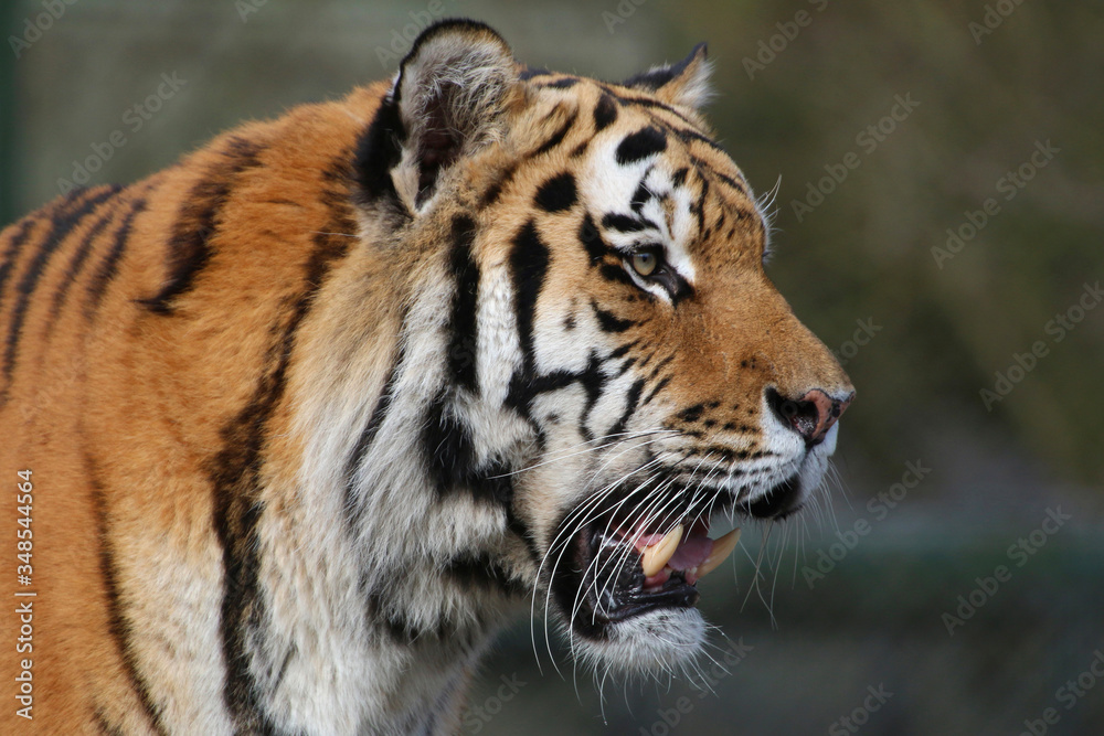 Fototapeta premium Sibirische Tiger (Panthera tigris altaica) auch Amurtiger oder Ussuritiger, Portrait