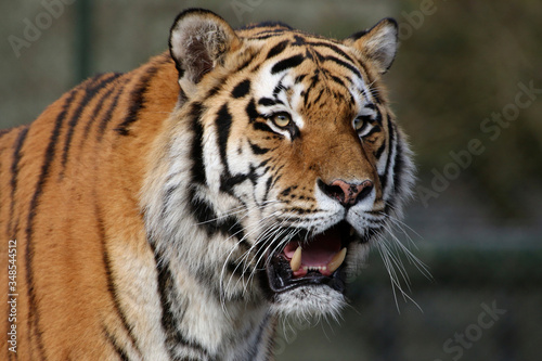  Sibirische Tiger (Panthera tigris altaica) auch Amurtiger oder Ussuritiger, Portrait