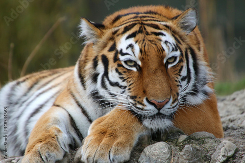 Sibirischer Tiger  Panthera tigris altaica  auch Amurtiger oder Ussuritiger  liegt am Boden