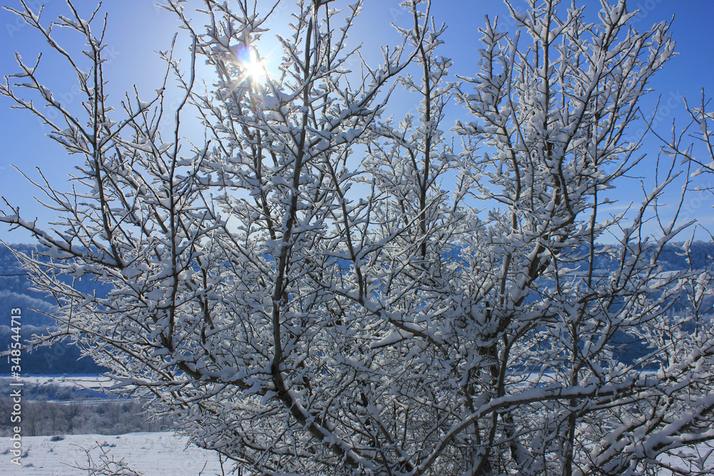 The sun is shining through a tree covered with snow. The sun is shining through a tree covered with snow.