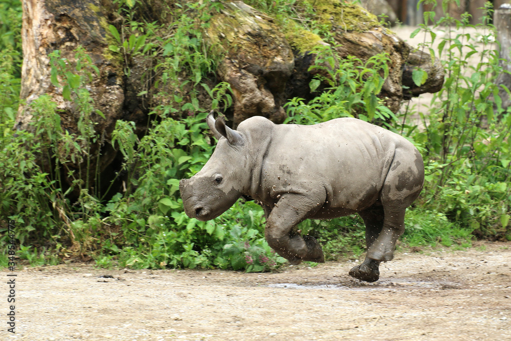 Breitmaulnashorn (Ceratotherium simum) Jungtier, Kalb läuft schnell, Spass, Freude