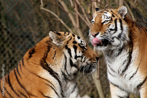 Fototapeta Naklejka Na Ścianę i Meble -  Sibirischer Tiger (Panthera tigris altaica) Tiger-Paar zärtlich, Zuneigung 