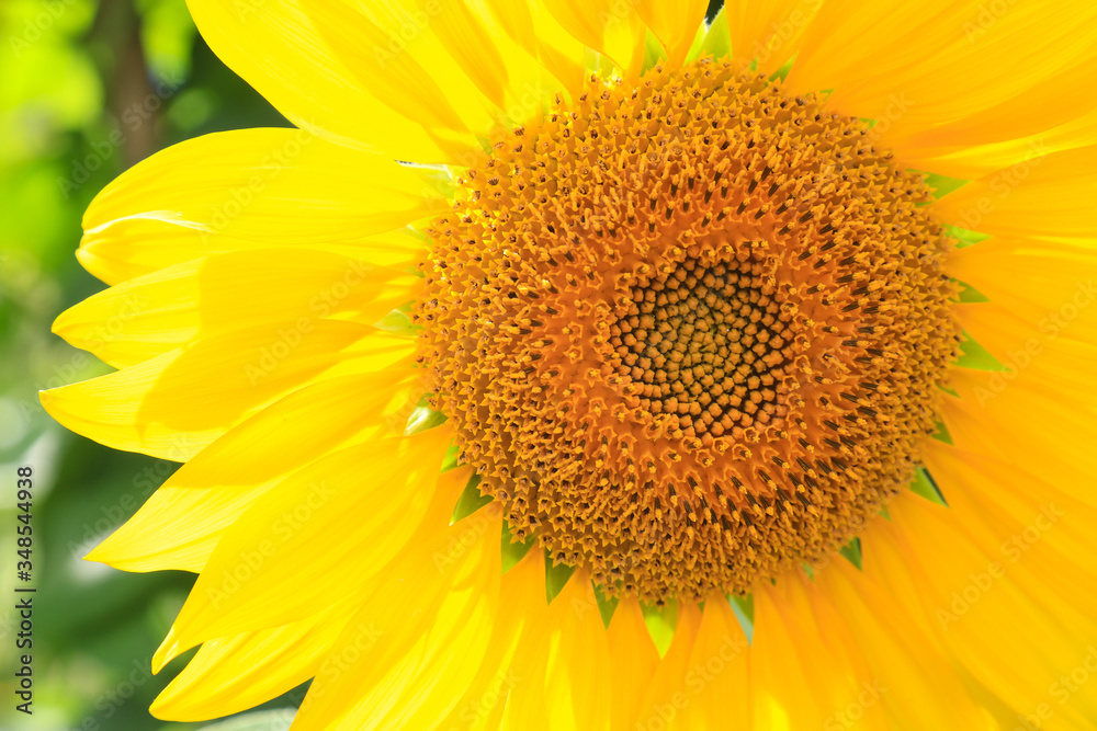 Hell strahlende Sonnenblume im Garten beim Aufblühen mit reifendem Blütenstand im Gegenlicht, das die Blütenblätter zum Leuchten bringt Hell strahlende Sonnenblume im Garten beim Aufblühen mit reifendem Blütenstand im Gegenlicht, das die Blütenblätter zum Leuchten bringt