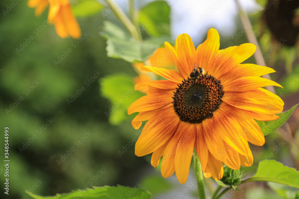 Natur und Artenschutz: Biene beim Sammeln von Pollen auf einer Sonnenblume im Garten, Hintergrund verschwommen Natur und Artenschutz: Biene beim Sammeln von Pollen auf einer Sonnenblume im Garten, Hintergrund verschwommen