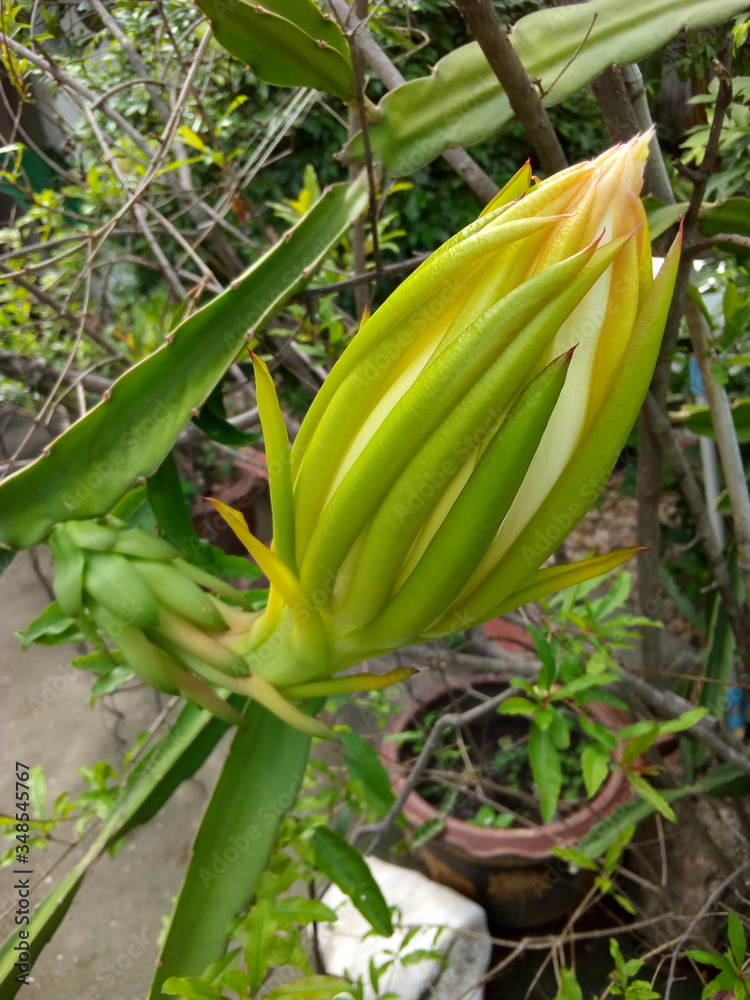 Obraz premium A flower bud of Dragon fruit, known in another name as Pitahaya, Pitaya, Pitaya Roja.