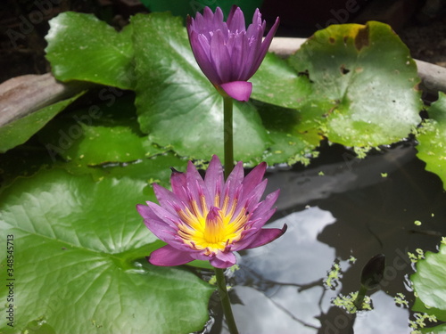 Close-up of purple blooming water lilies  Horizontal.