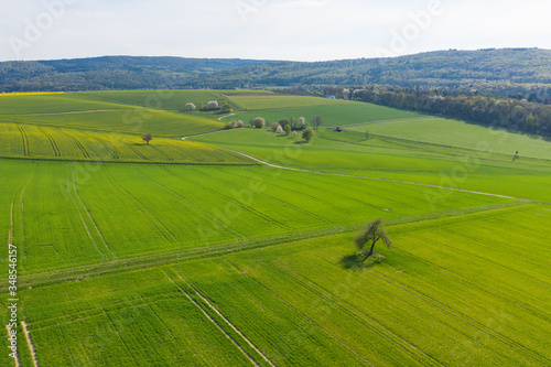 Landschaft im Taunus/Deutschland mit einem einzeln stehendem Baum