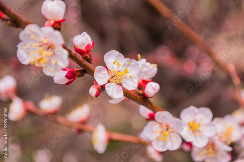 Spring garden. Flowering branch of the apricot tree close-up. Soft selective focus.