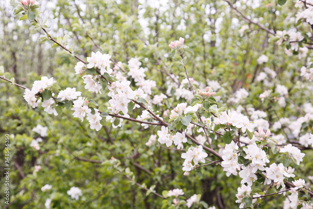 Obraz premium Apple trees flowers. the seed-bearing part of a plant, consisting of reproductive organs