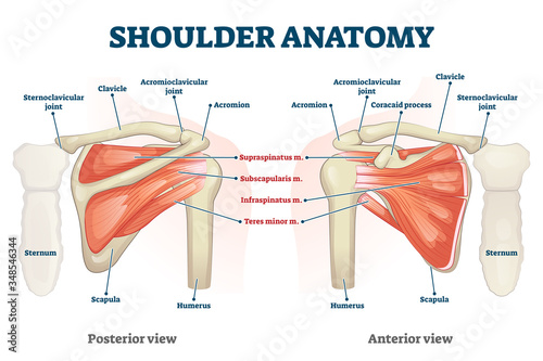 Shoulder anatomy vector illustration. Labeled skeleton and muscle scheme.