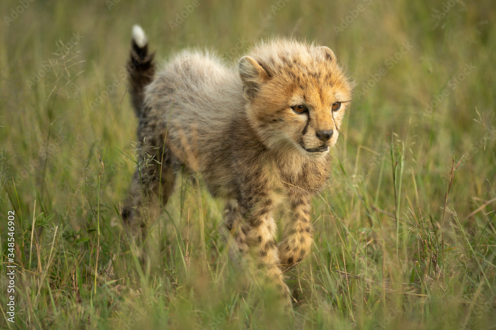 Young cheetah cub walks in long grass Young cheetah cub walks in long grass