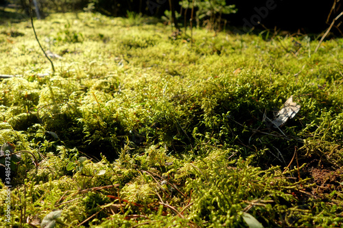 Natural moss texture close-up.