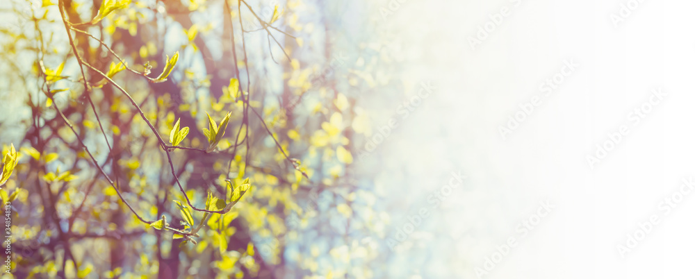 Spring delicate background with young green leaves
