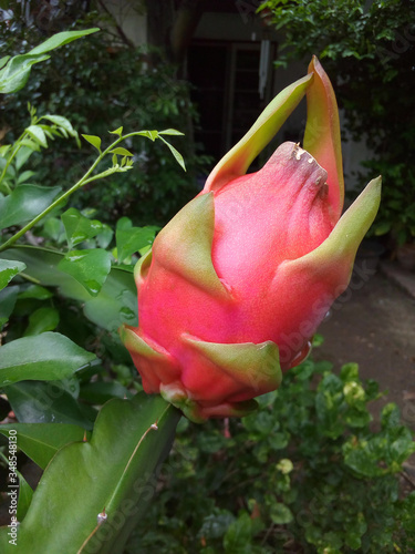 Close-up of ripe Dragon fruit, Pitahaya in the garden, Vertical