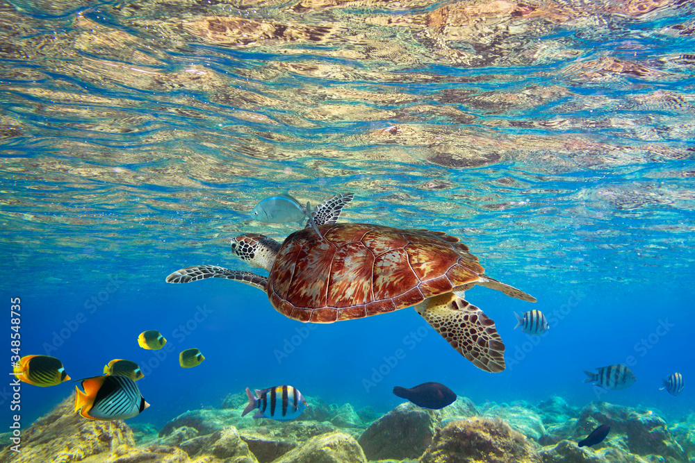 Obraz premium Green turtle underwater in the sea