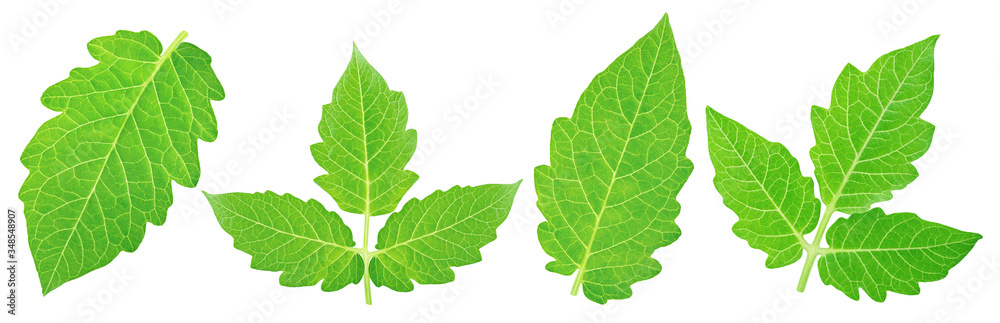 Naklejka premium Set of tomato leaves isolated on a white background.