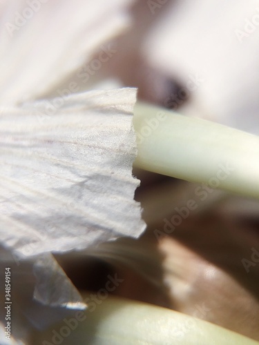 Garlic with green sprouts in hand macro