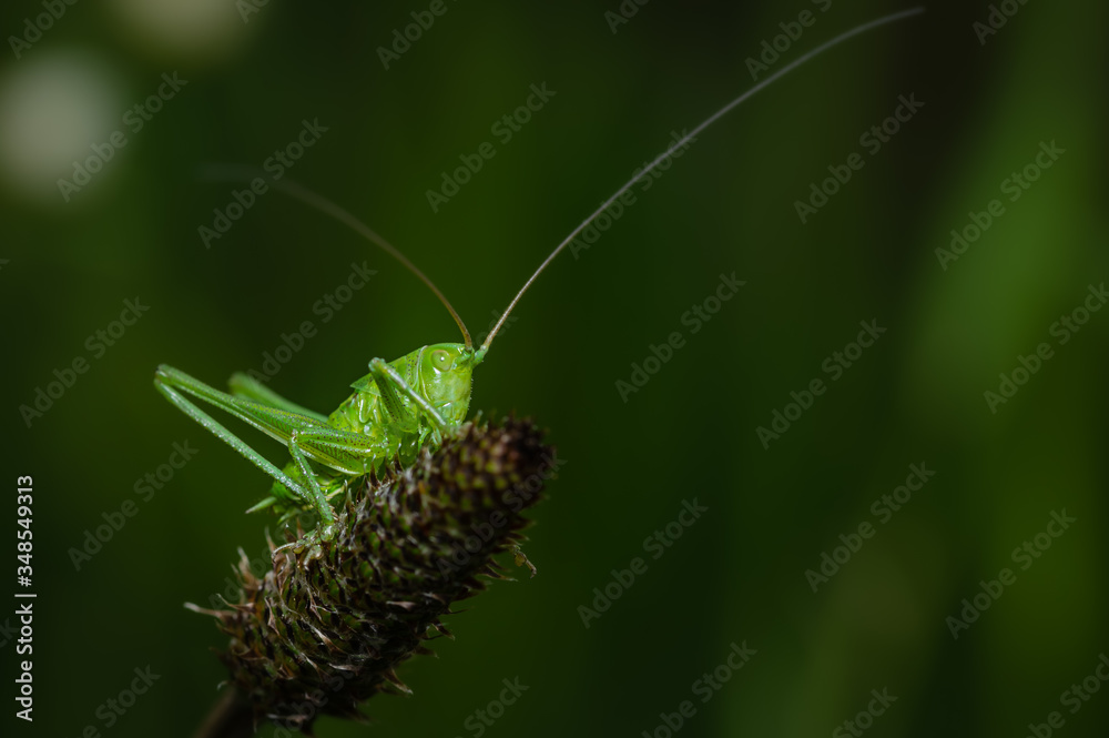 grasshopper on a leaf grasshopper on a leaf