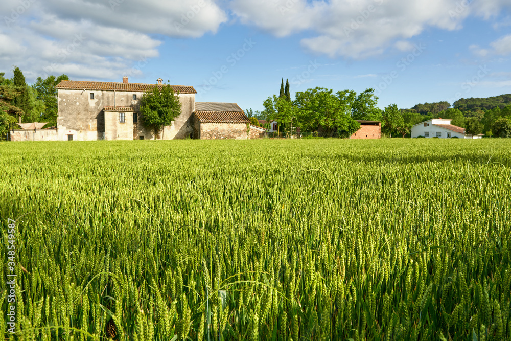 green wheat field and sunny day at agricultural farm