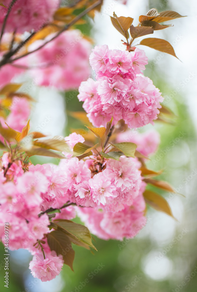 Fototapeta premium Amazing pink cherry blossoms on the Sakura tree.
