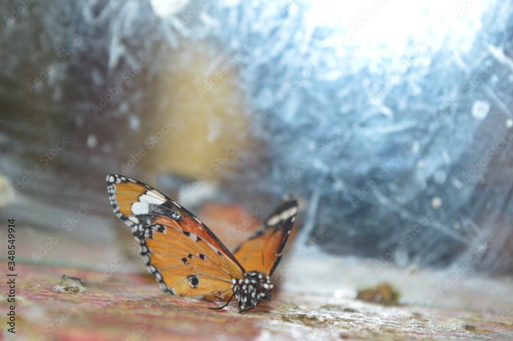 Obraz premium butterfly on a branch