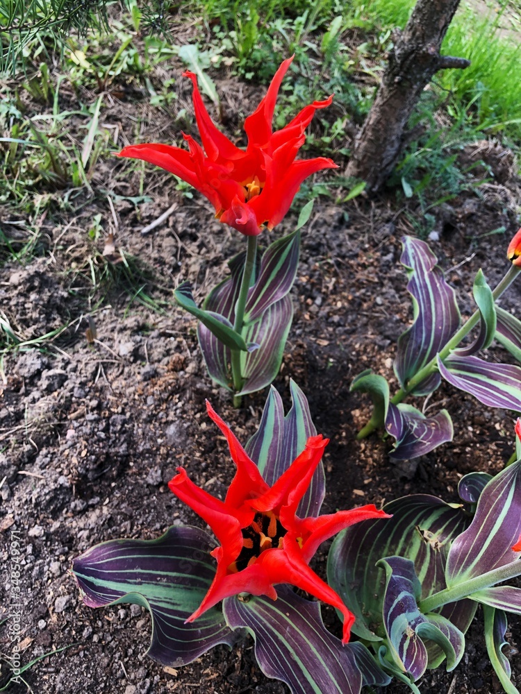 Beautiful red tulips with green violet leaves Beautiful red tulips with green violet leaves