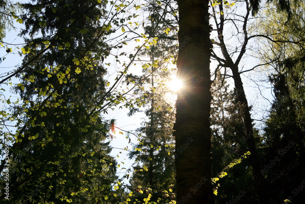 Fototapeta premium the sun shines on the black forest