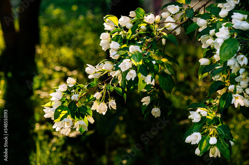 blooming white apple tree on a sunny day © Ana Mallen