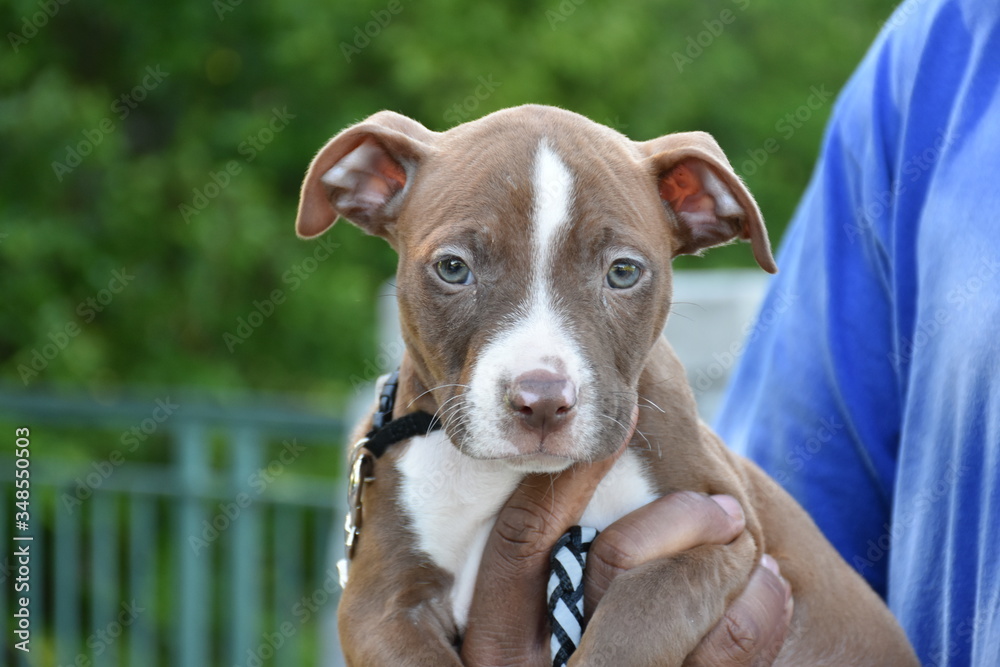 Portrait of a pit bull terrier puppy