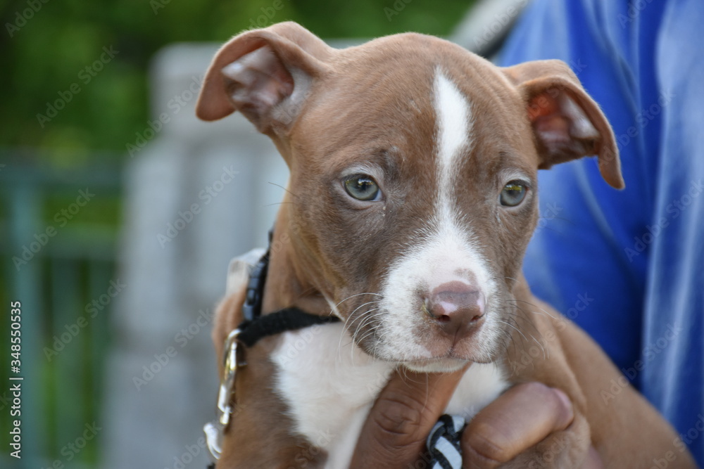 Portrait of a pit bull terrier puppy