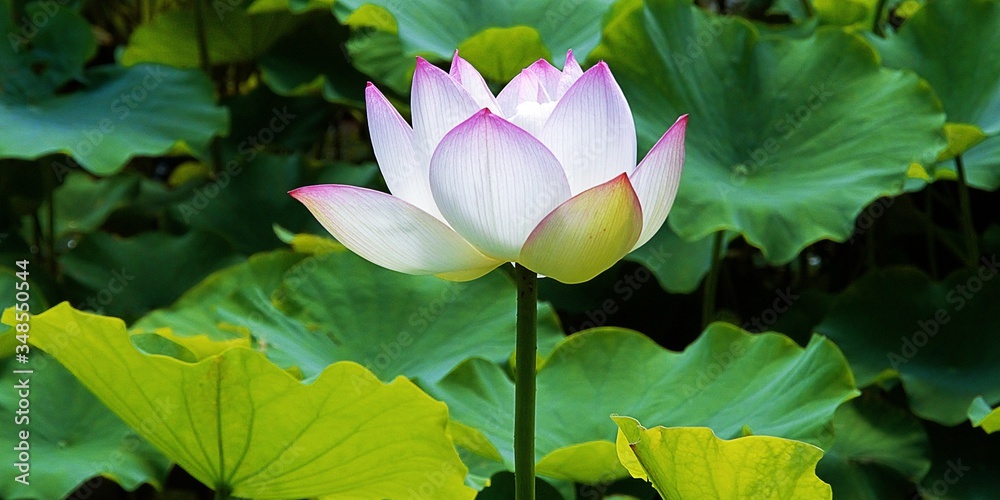 Obraz premium Beauty