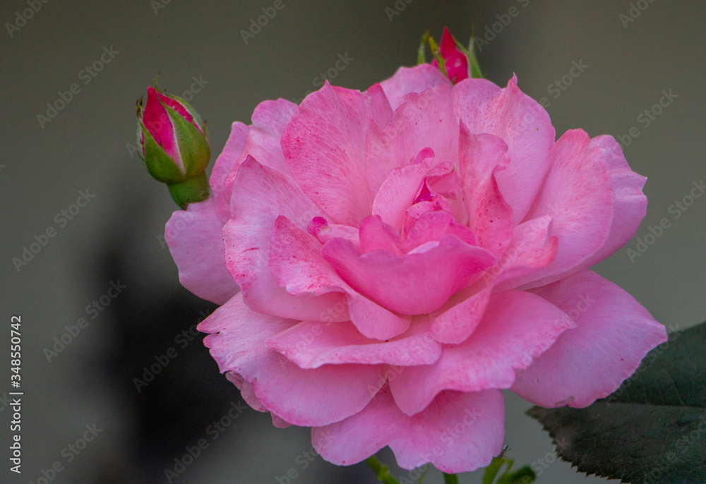 A pink rose in full bloom with two rose buds in spring A pink rose in full bloom with two rose buds in spring
