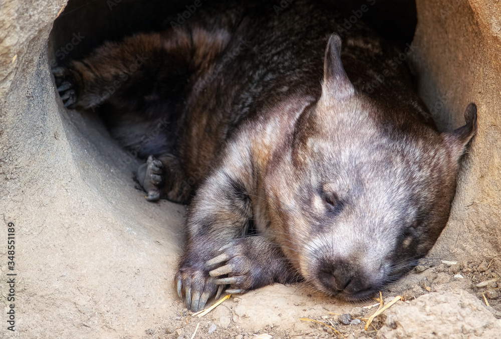 Wombat sleeeping at the entrance of its burrow Wombat sleeeping at the entrance of its burrow