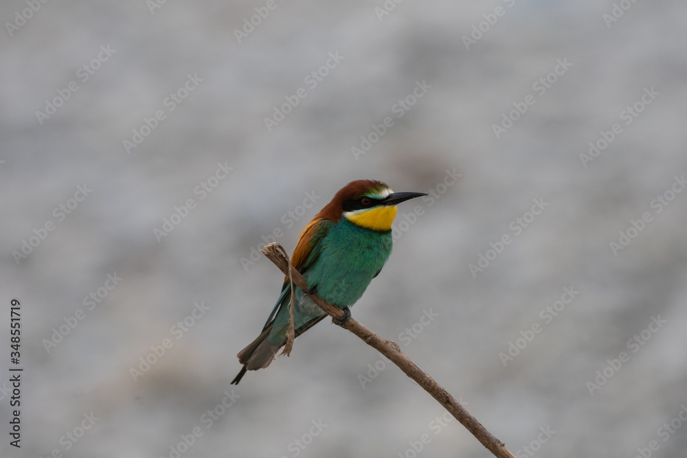 Obraz premium Ritratto di gruccione in natura