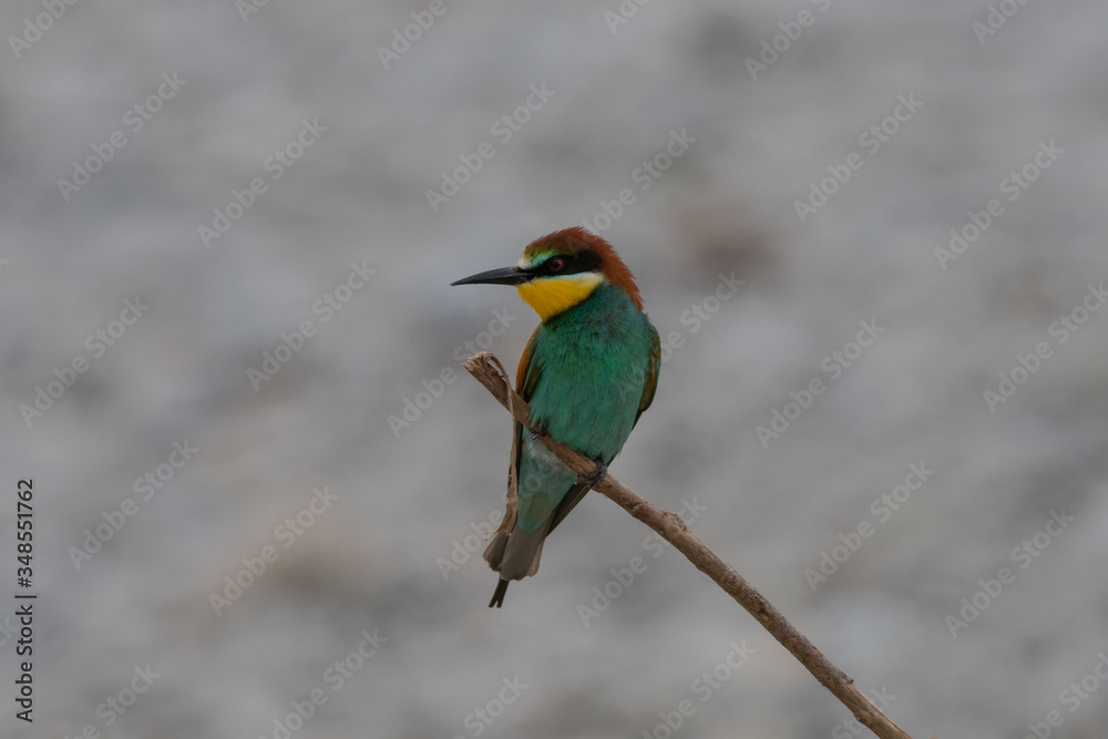 Obraz premium Ritratto di gruccione in natura