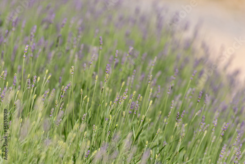 Field lavender in may.