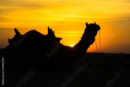 Sunset view with camel at Sam sand dunes of Jaisalmer the golden city  an ideal allure for travel enthusiasts 