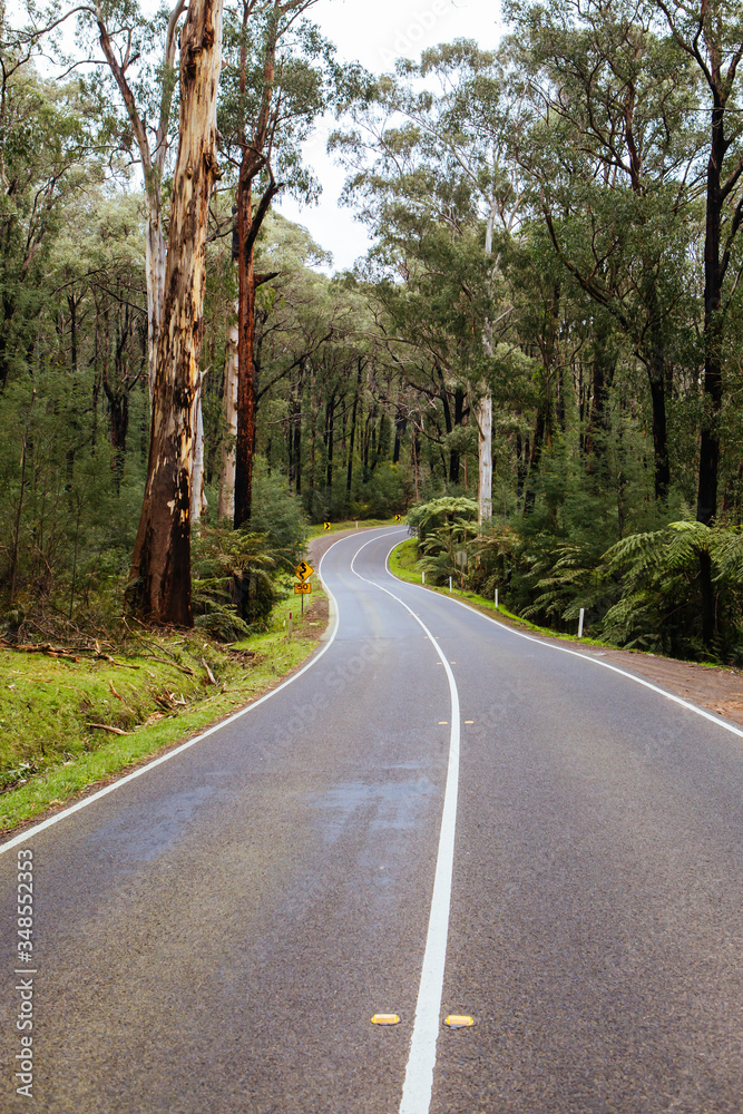 Black Spur Scenery in Australia