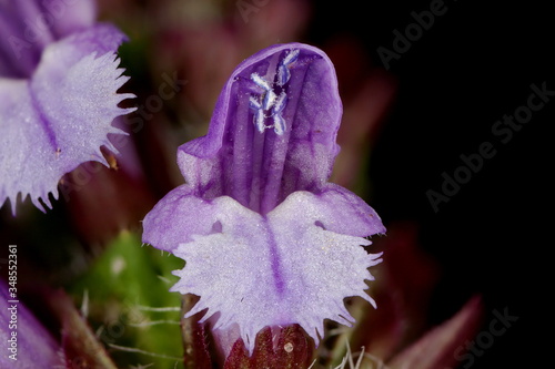 Selfheal (Prunella vulgaris). Flowers Closeup photo