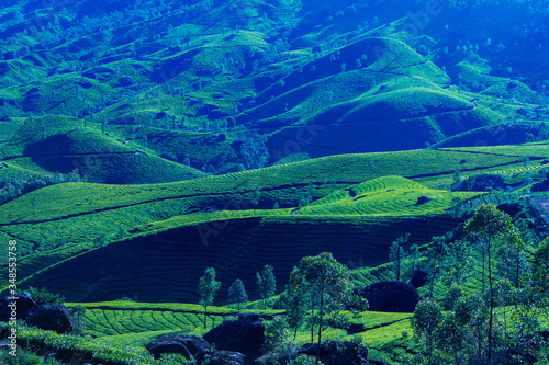 A view of rolling tea gardens Munnar Kerala India