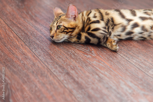 Cute bengal kitty cat laying on the floor at home