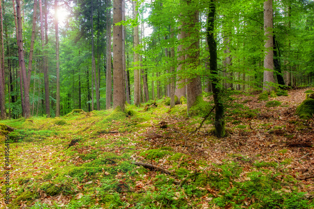 Fototapeta premium Deutscher Wald, Nationalpark