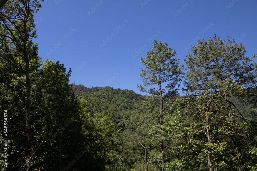 Trees in a forest landscape with blue sky on the parck. Hidalgo, México