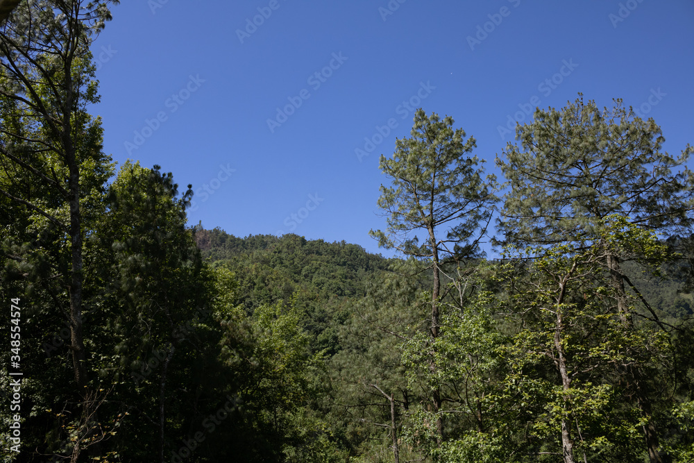 Trees in a forest landscape with blue sky on the parck. Hidalgo, México Trees in a forest landscape with blue sky on the parck. Hidalgo, México
