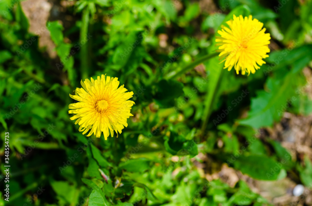Yellow daisies in a field with green grass. Yellow daisies in a field with green grass.